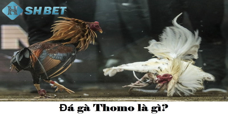 đá gà Thomo là gì Luật đá gà thomo mới nhất dành cho các sư kê