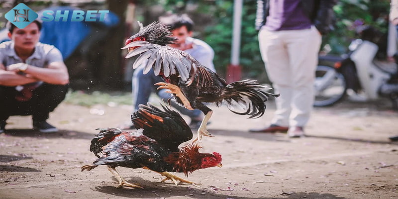 kinh nghiệm soi kèo đá gà Lợi ích khi biết các kinh nghiệm soi kèo đá gà