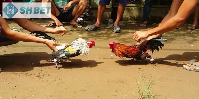 Nắm vững quy tắc cơ bản khi tham gia cá cược hình thức đá gà theo cựa dao