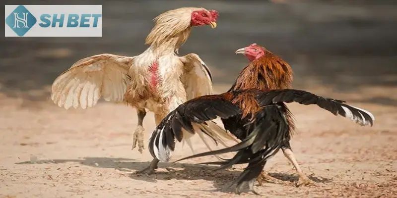 Đá gà cựa dạo là hình thức đá gà thú vị với cựa dao trên chân