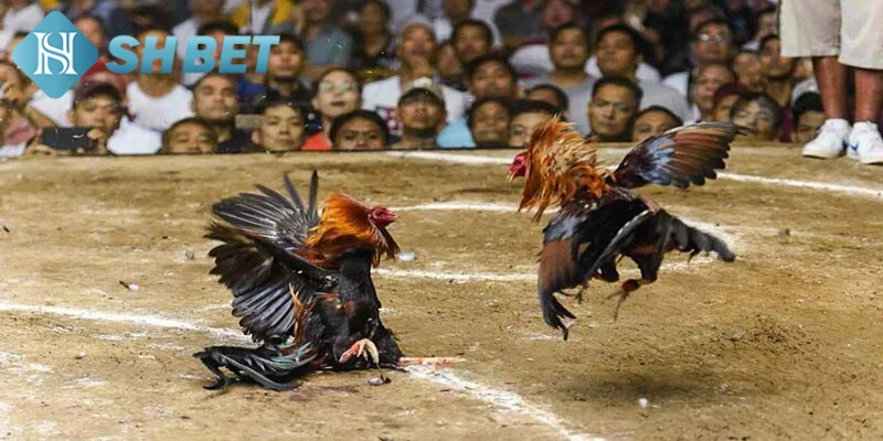Tìm hiểu thông tin tổng quát về hình thức đá gà tại Thomo