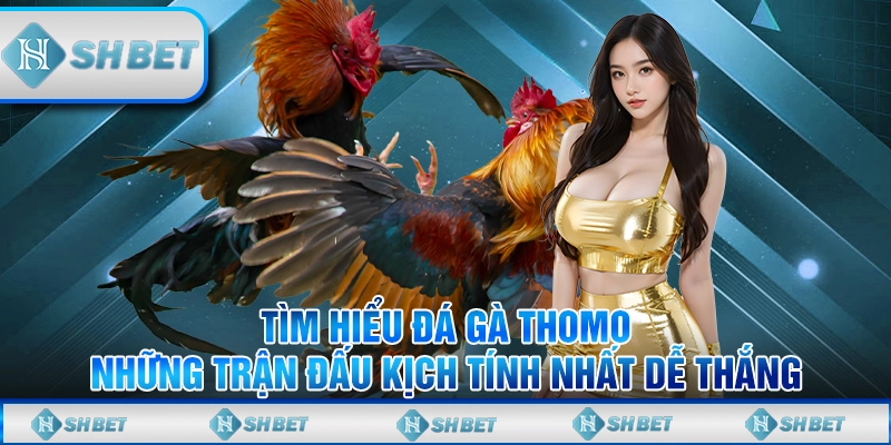 Tìm Hiểu Đá Gà Thomo - Những Trận Đấu Kịch Tính Dễ Thắng