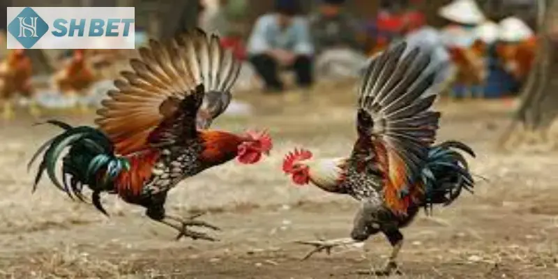 Tránh để gặp các rủi ro không cần thiết khi chơi