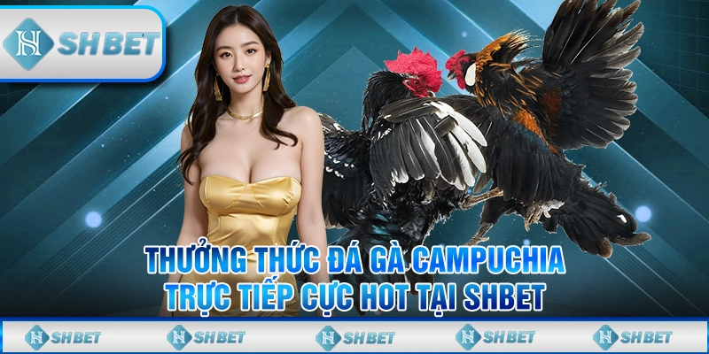 Thưởng Thức Đá Gà Campuchia Trực Tiếp Cực Hot Tại SHBET