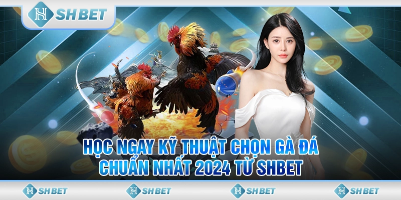 Học Ngay Kỹ Thuật Chọn Gà Đá Chuẩn Nhất 2024 Từ SHBET