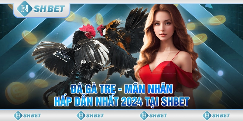 Đá Gà Tre - Mãn Nhãn & Hấp Dẫn Nhất 2024 Tại SHBET