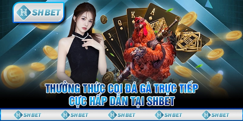 Thưởng Thức Coi Đá Gà Trực Tiếp Cực Hấp Dẫn Tại SHBET