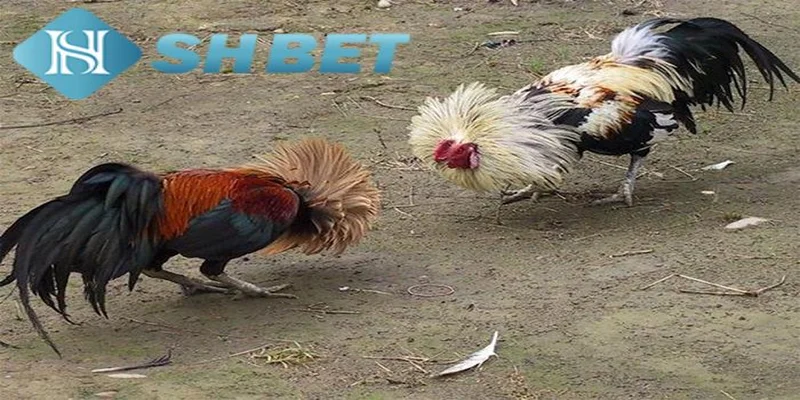 Bí quyết chọn gà đá từ cao thủ SHBET