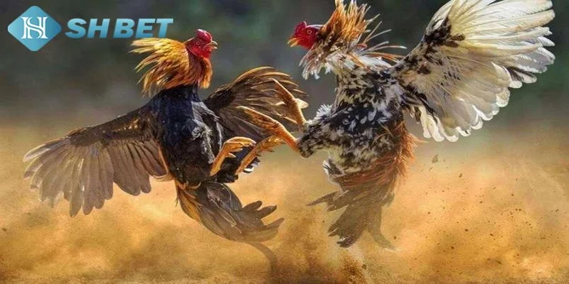 Bí quyết chọn màu mạng gà đá hiệu quả