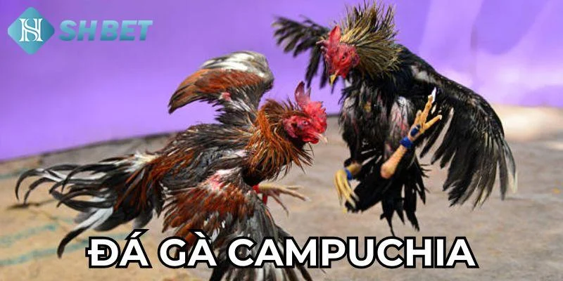 Bí quyết nâng cao cơ hội thắng khi tham gia đá gà Campuchia tại SHBET