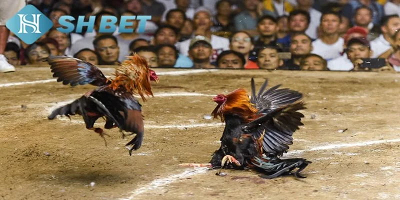 Cách tham gia và chiến thuật chơi đá gà cựa sắt tại SHBET