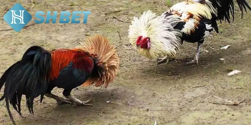 Giới thiệu về đá gà tre