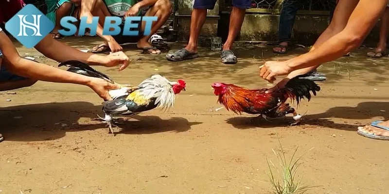 Kinh nghiệm chơi đá gà tre hiệu quả