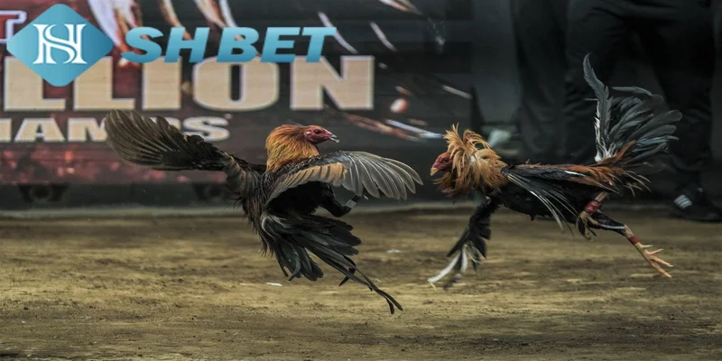 Lợi ích khi chơi đá gà Philippines tại SHBET
