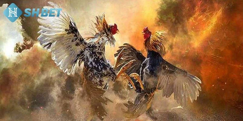 Lợi ích khi coi đá gà trực tiếp tại SHBET