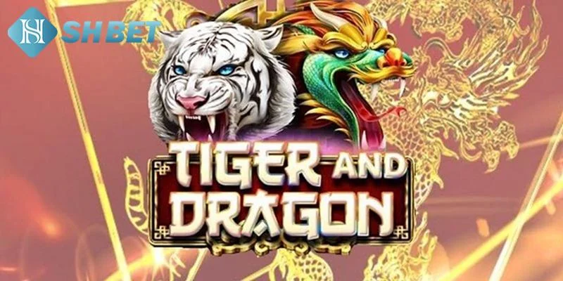 Lưu ý khi chơi rồng hổ tại SHBET