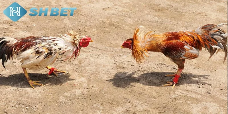Lý do nên chọn SHBET để thưởng thức đá gà Campuchia trực tiếp