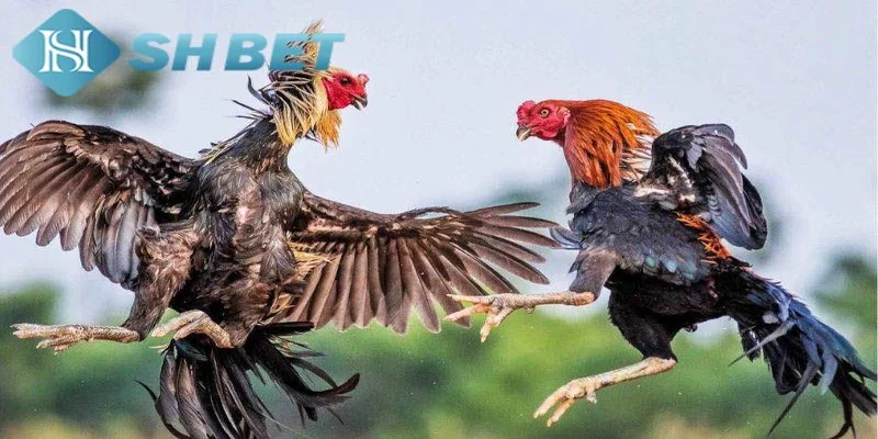 Những đặc điểm nổi bật của đá gà cựa sắt tại SHBET