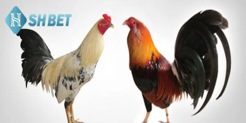 Tại sao cần nắm vững kỹ thuật chọn gà đá