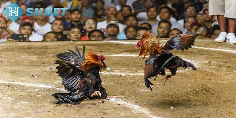 Trải nghiệm coi đá gà trực tiếp chất lượng cao tại SHBET