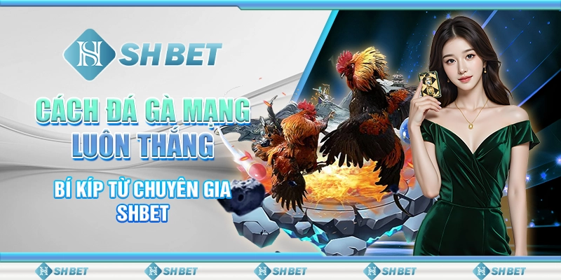 Cách Đá Gà Mạng Luôn Thắng - Bí Kíp Từ Chuyên Gia SHBET