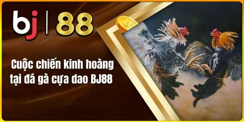 Khái quát về hình thức đá gà cựa dao BJ 88