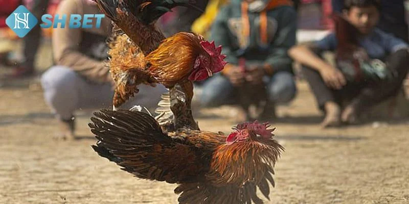 Những lưu ý khi tham gia đá gà mạng