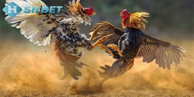 Tìm hiểu về cách đá gà mạng luôn thắng