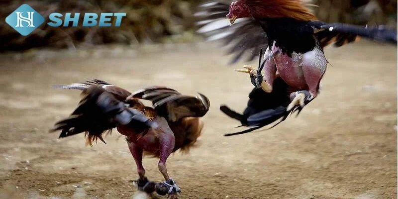 Kỹ năng cần thiết để cách đá gà mạng luôn thắng hiệu quả