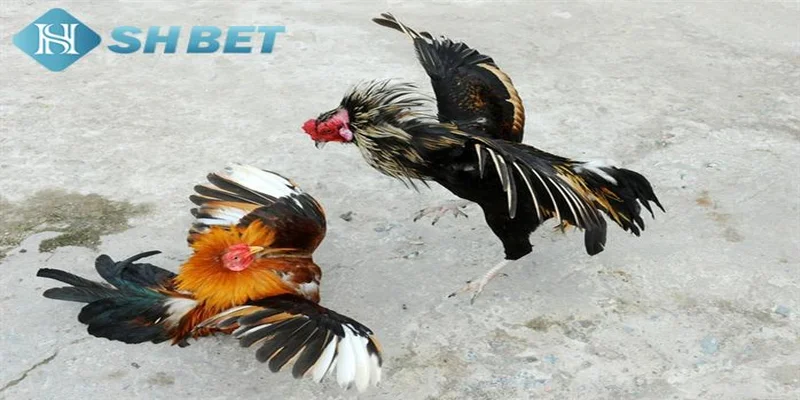 Lý do nên trải nghiệm đá gà miền Tây
