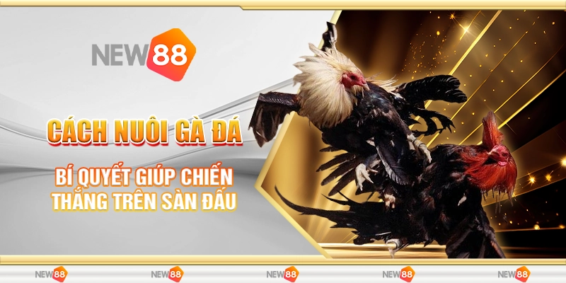 Cách Nuôi Gà Đá