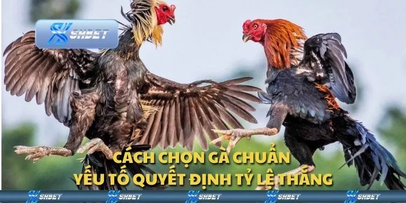 Cách chọn gà chuẩn - Yếu tố quyết định tỷ lệ thắng