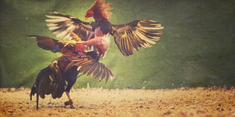 Giới thiệu về đá gà Thomo