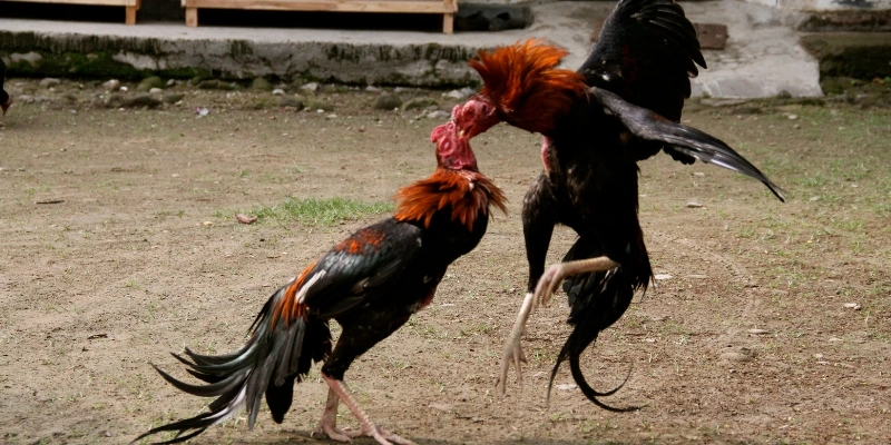 Những lưu ý khi tham gia cược đá gà Thomo