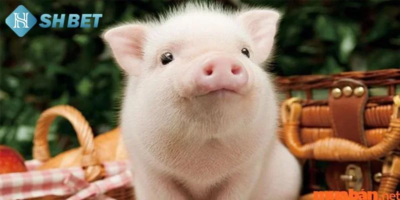 Giải mã giấc mơ thấy con lợn và những điềm báo