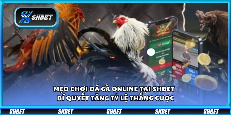 Mẹo chơi đá gà online tại Shbet - Bí quyết tăng tỷ lệ thắng cược